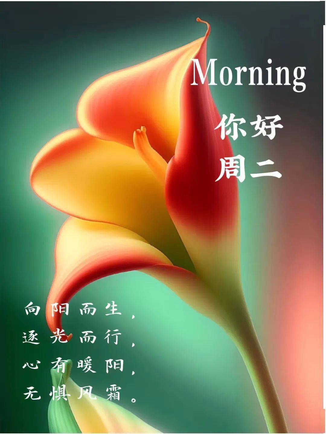 你好周二!优美发圈文案精美图片送上