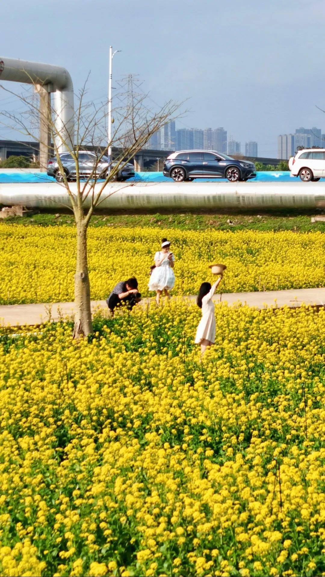 南沙满城花海美到爆!不要门票免费打卡,美翻朋友圈!_地点_樱花_木棉