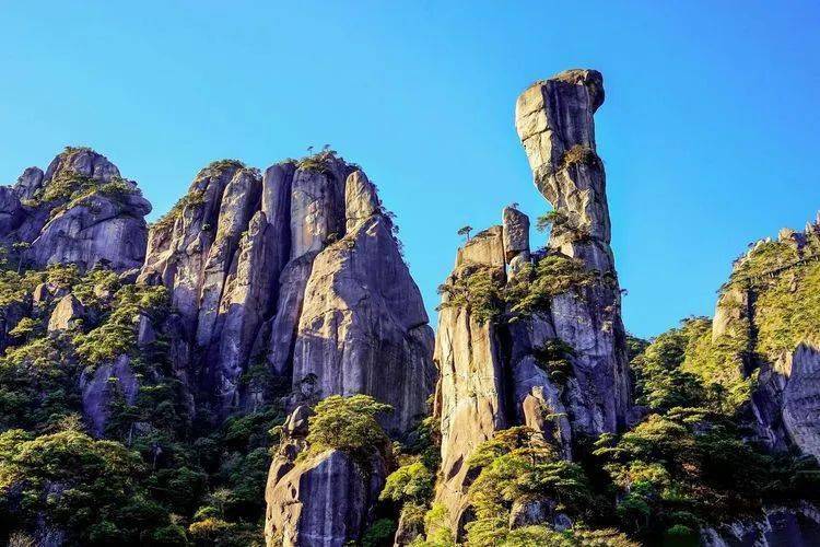 去犹如山林染了胭脂,此时的"睡美人"正在酝酿一场姹紫嫣红的盛大花事