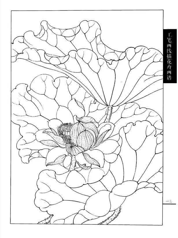 工笔荷花白描画谱120幅