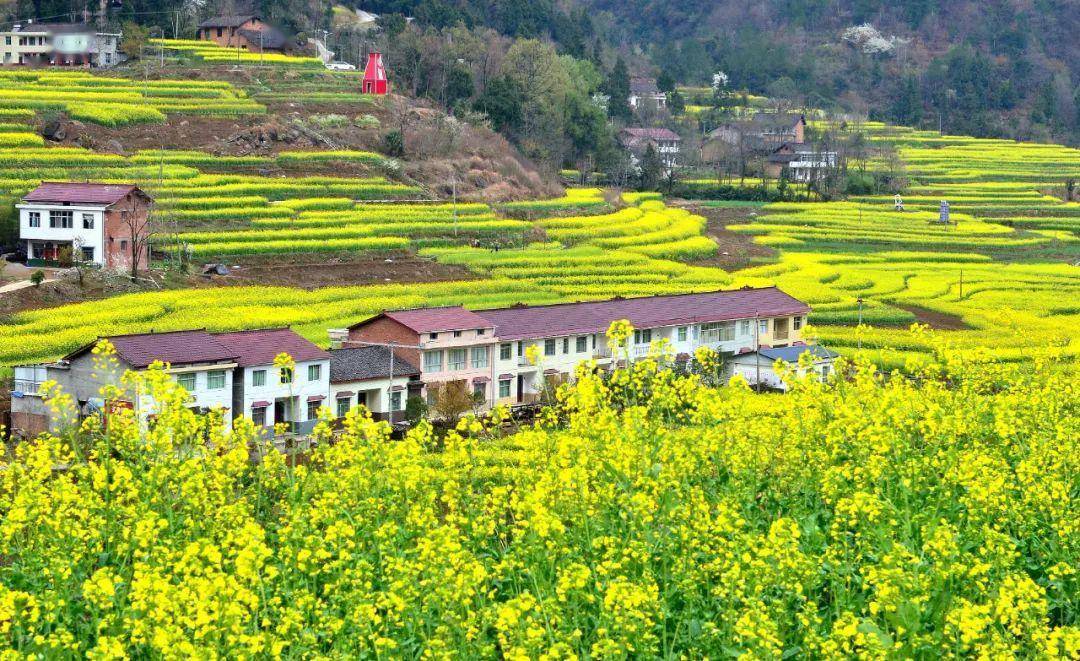 鲤鱼仙山景区,沿线打造杨河镇高土坝,柳树镇三义村观花点,油菜种植