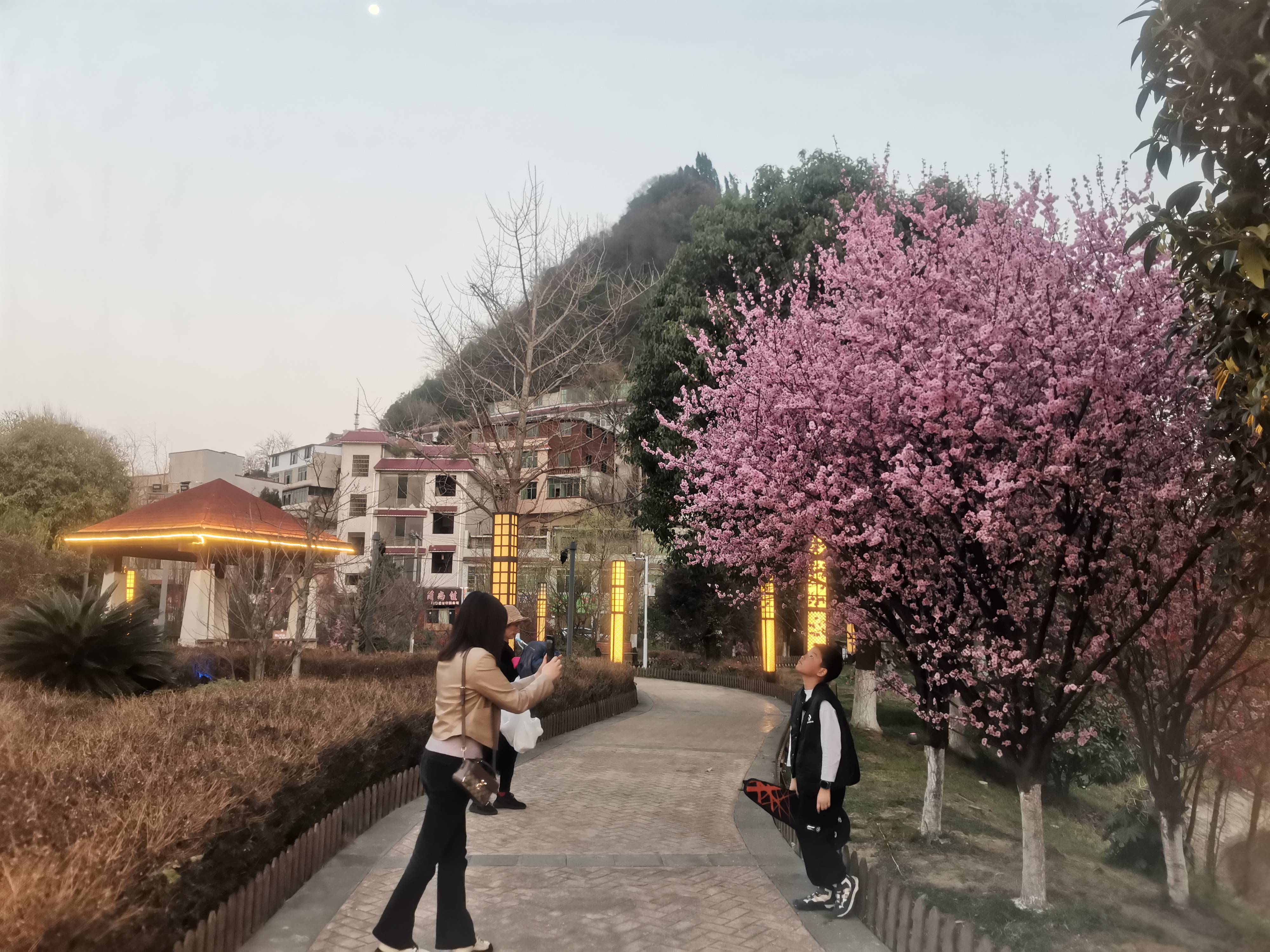 这里有一份虹山湖赏花指南~_玉兰_桃花_植物