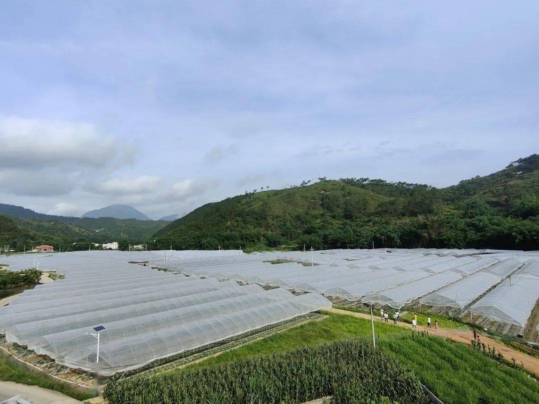 水汶镇王强村黄金蜜露甜瓜种植基地一角.