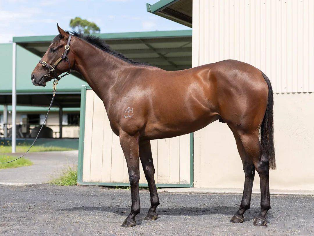 这匹"摘星勇骥"子嗣将在中国出售_澳洲_编号_下图