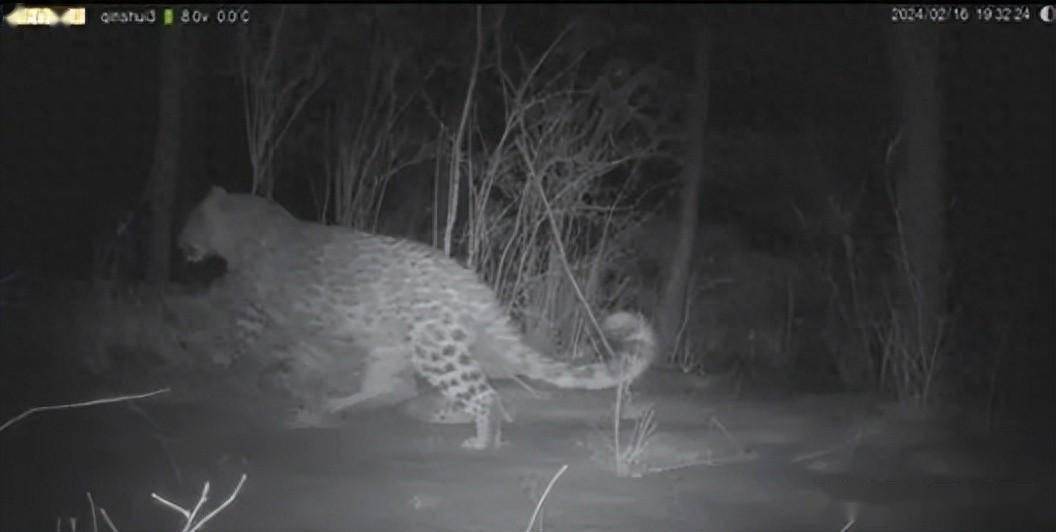 保护_种群_猫盟