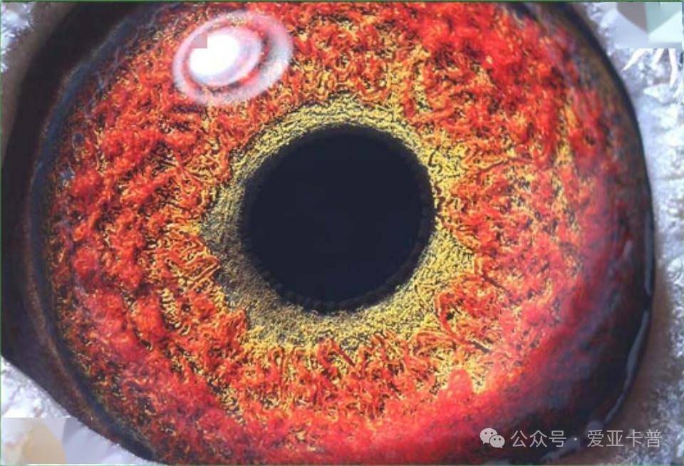 冬奥会22-109642雌黄金配对直孙女_决赛_关鸽_长阳