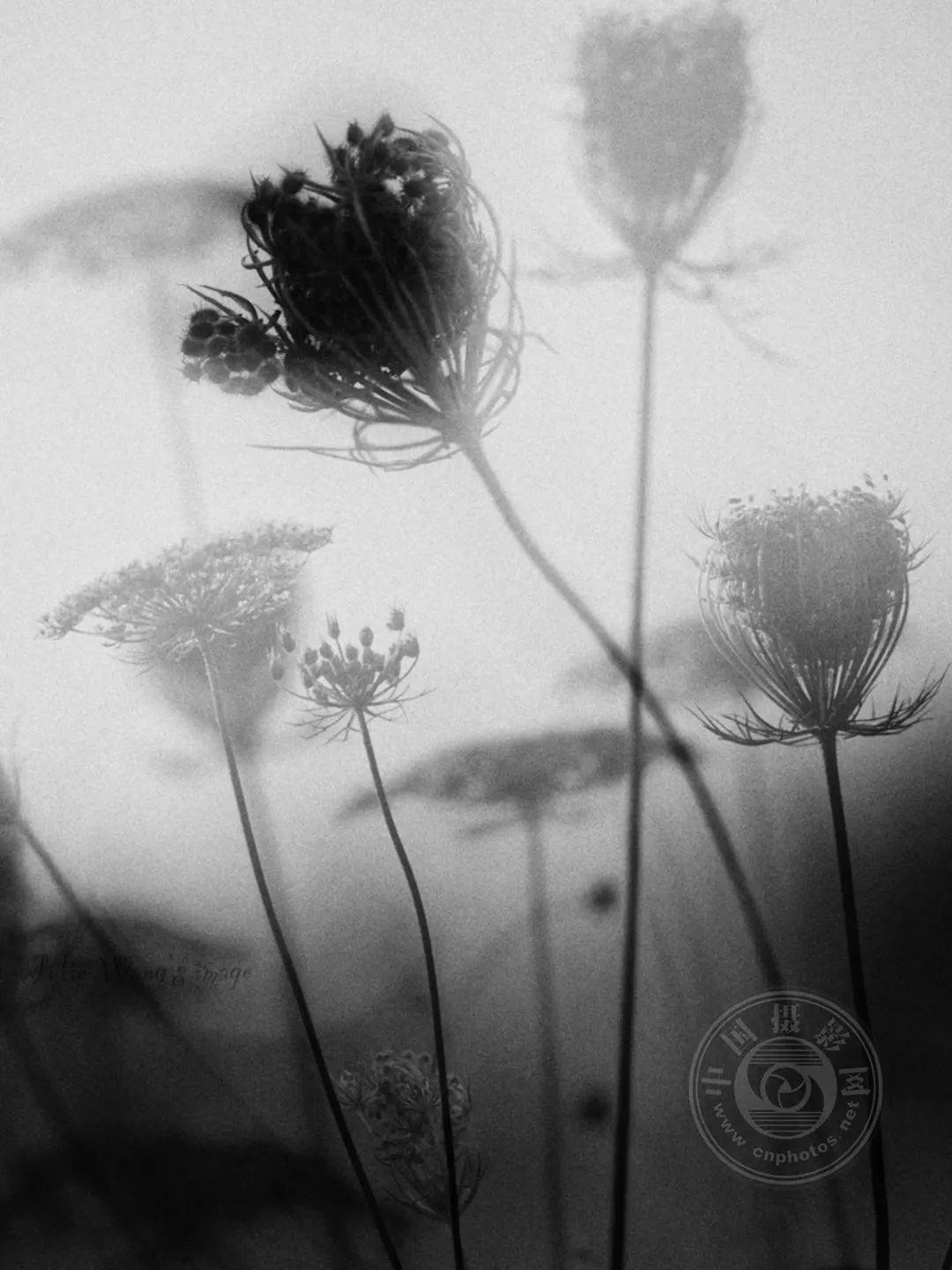 业余组 | 2023年国际黑白摄影大奖赛(67艺术类)获