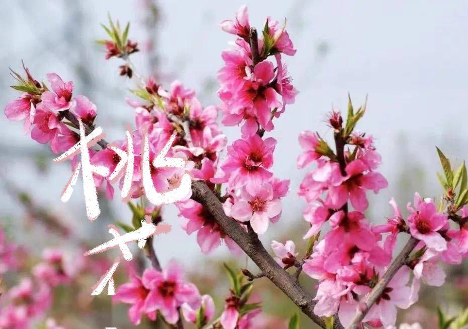 古隆中景区樱桃花鹿门山景区樱花月季花海襄城区卧龙镇洪庙村油菜花