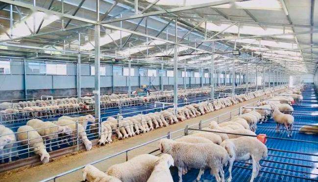 羊皮食品化 利润翻8倍!