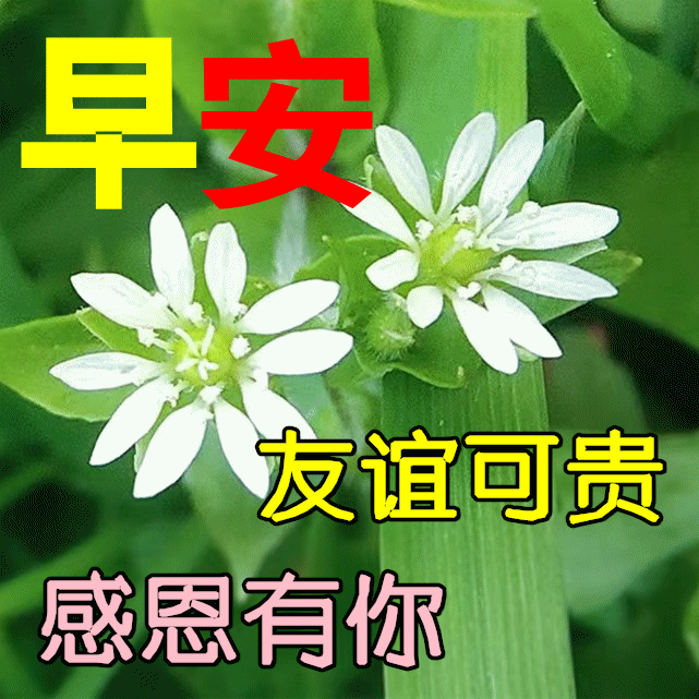 智慧的人,是最懂沉默的人