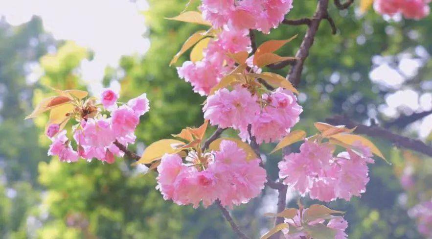 从枝头洒落的粉色"樱花雨"一团团一簇簇,如云似霞园内十多种樱花争相