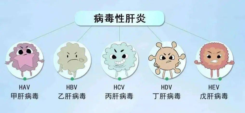 病毒性肝炎是一种由多种肝炎病毒引起的以肝脏病变为主的传染性疾病