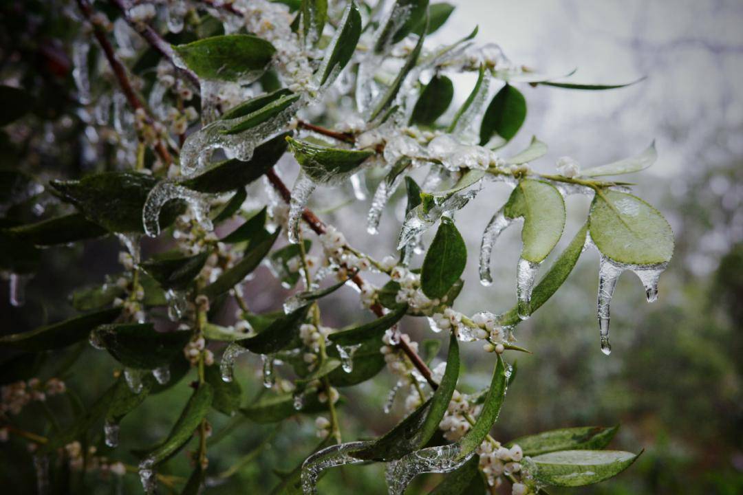 东阳多地挂上冰凌!满树银装,美成童话世界!_冰雪_林栖_岁月