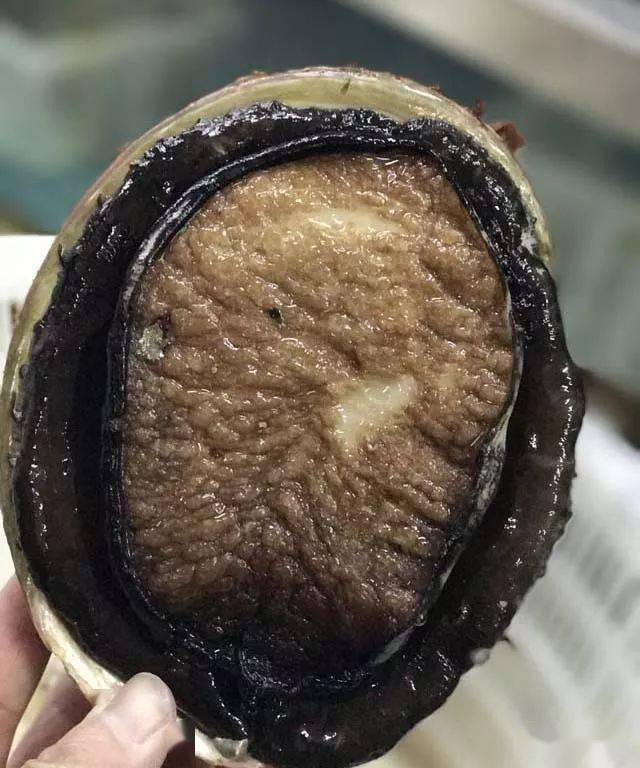 世界顶级"壮阳"海鲜大赏_海参_鲍鱼_食用