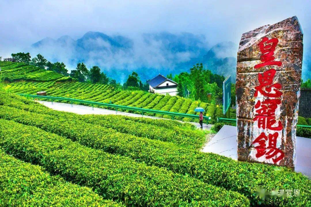 上春山||宣恩伍家台茶文化节即将盛大开幕!_贡茶_茶园_春意