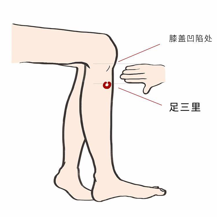 足三里穴 能够调气血