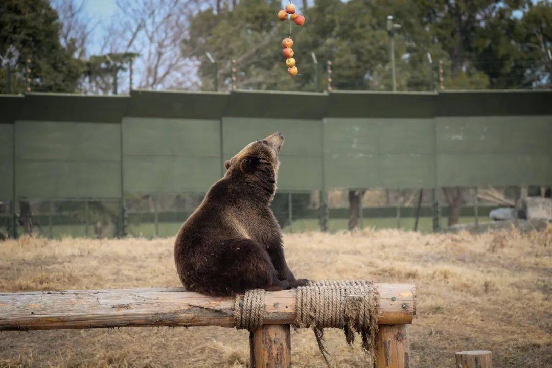 泡在水里对着苹果发射塔,时刻准备好浑水摸鱼,也有两个喜欢拦路抢劫