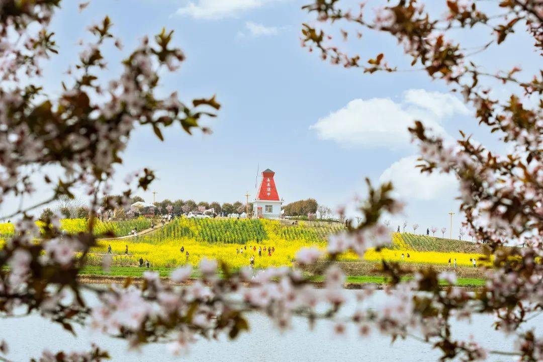 郭阳_摄影_油菜花