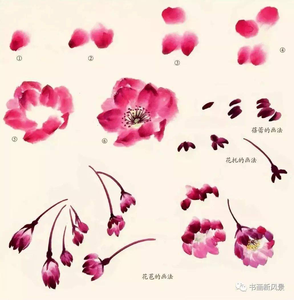 春天这样画春花,美不胜收!_画法_花瓣_海棠