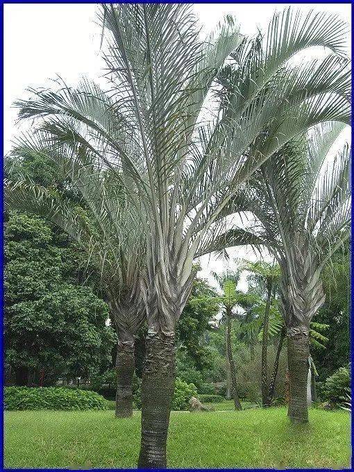 棕榈类植物傻傻分不清楚?看这里!_椰子_世界_种类
