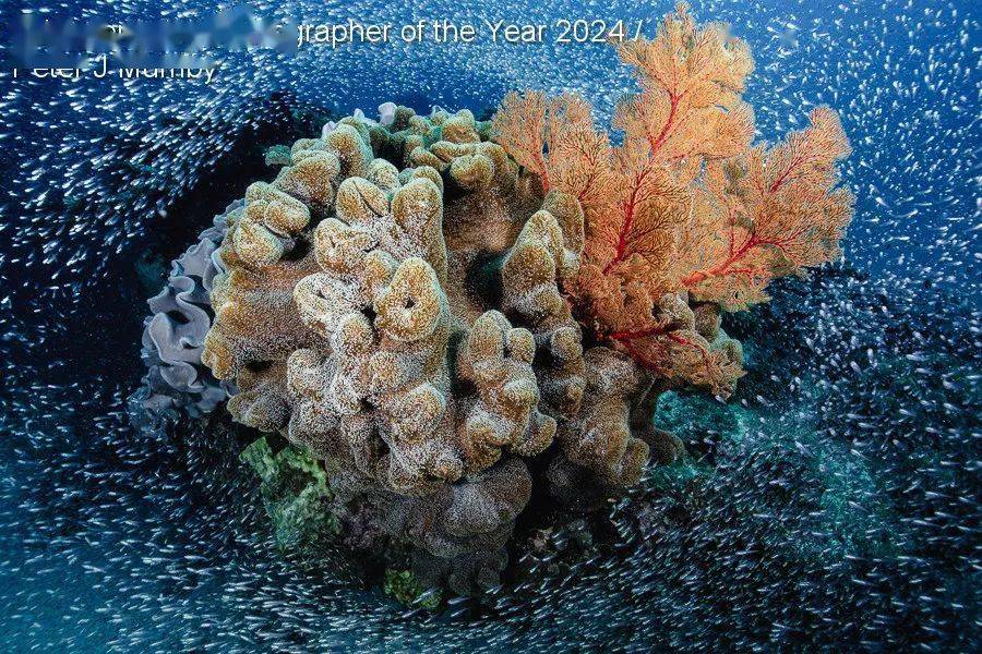 underwater photographer of the year_英国_鲸鱼_螃蟹