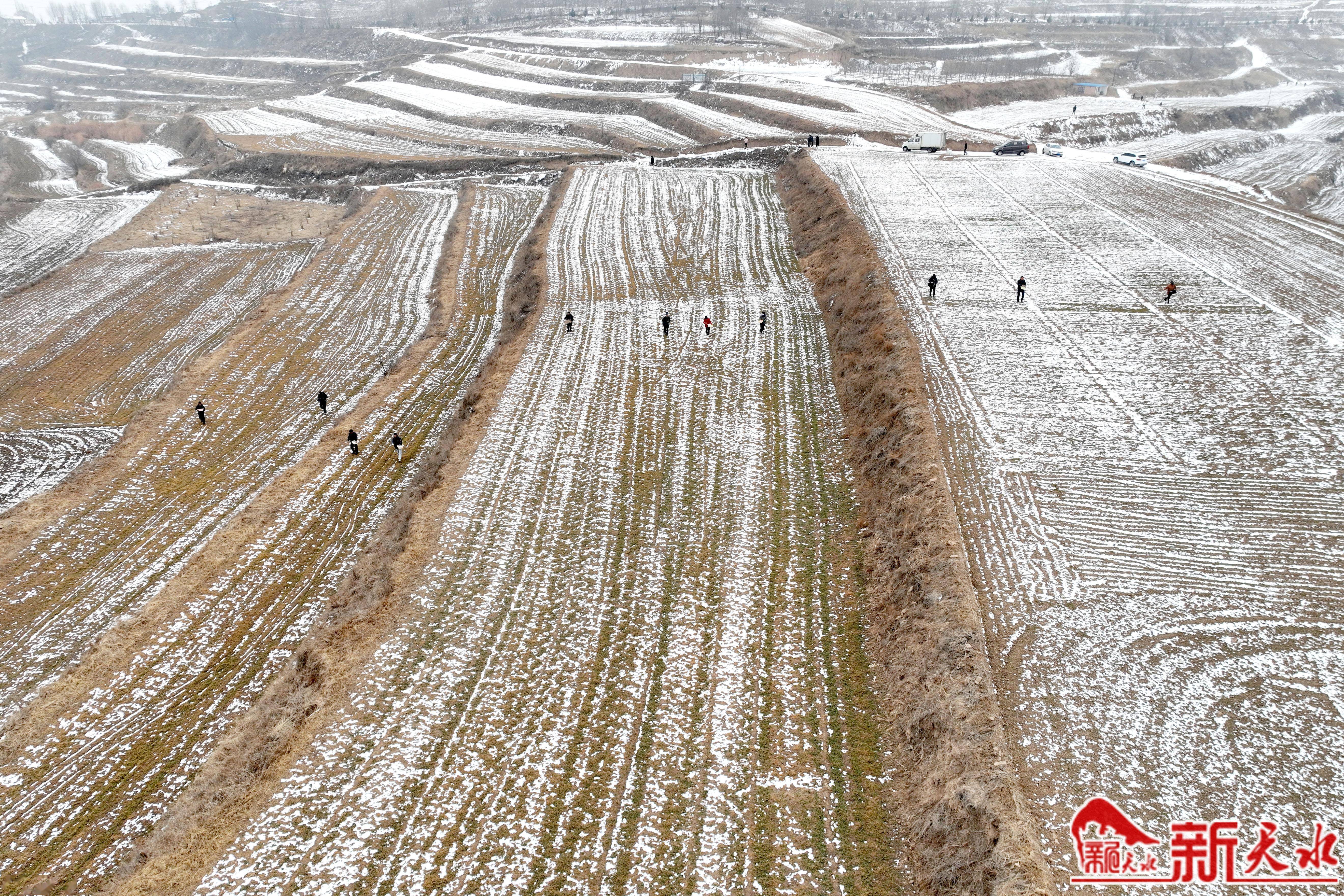 清水县金集镇:不负好春光 小麦追肥忙_连珠_天气_繁育