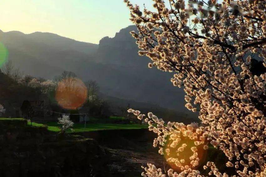 巩义最美春天即将到来,无限赏花,只等你来_part_road_flower