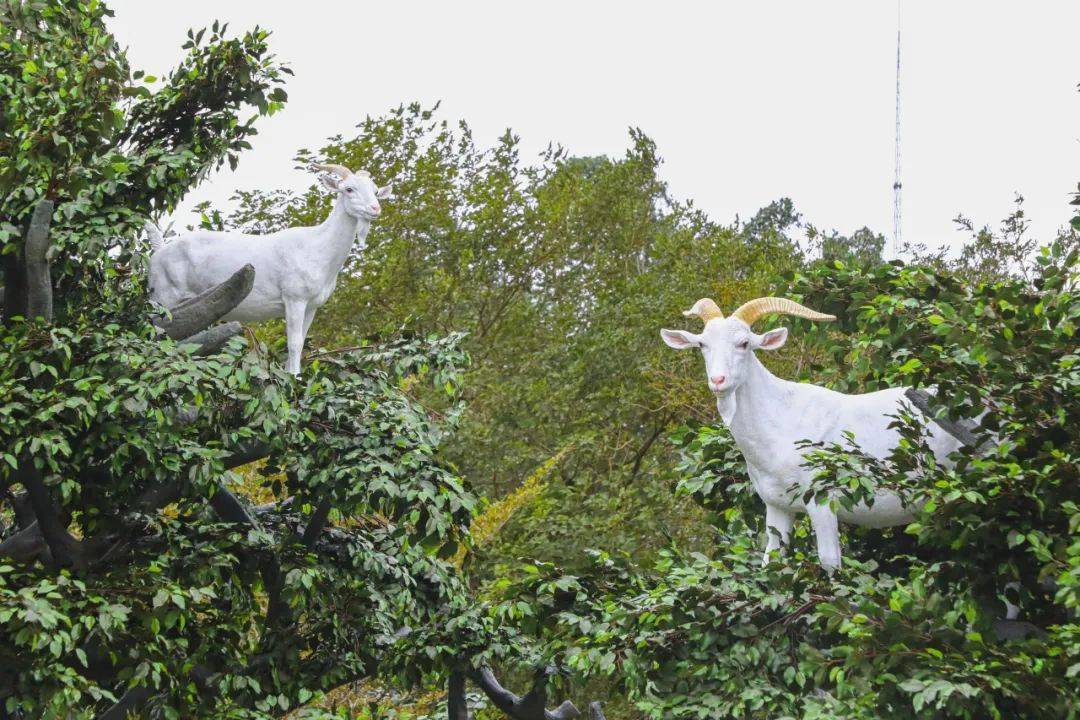 新奇的视觉体验将带给大家独特其中,全新剧目"羊上树"表演天天上演