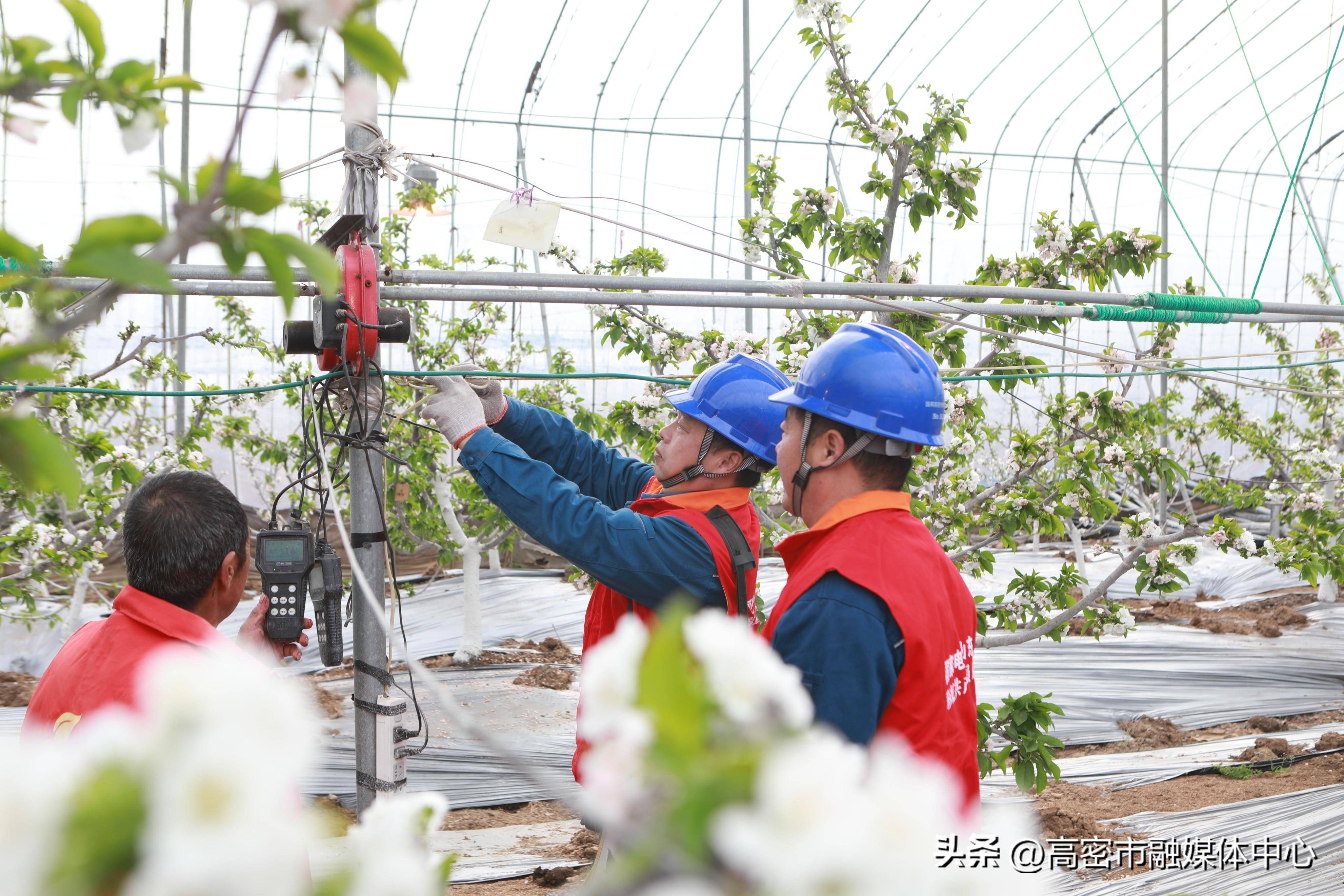 大棚樱桃管理全过程图片