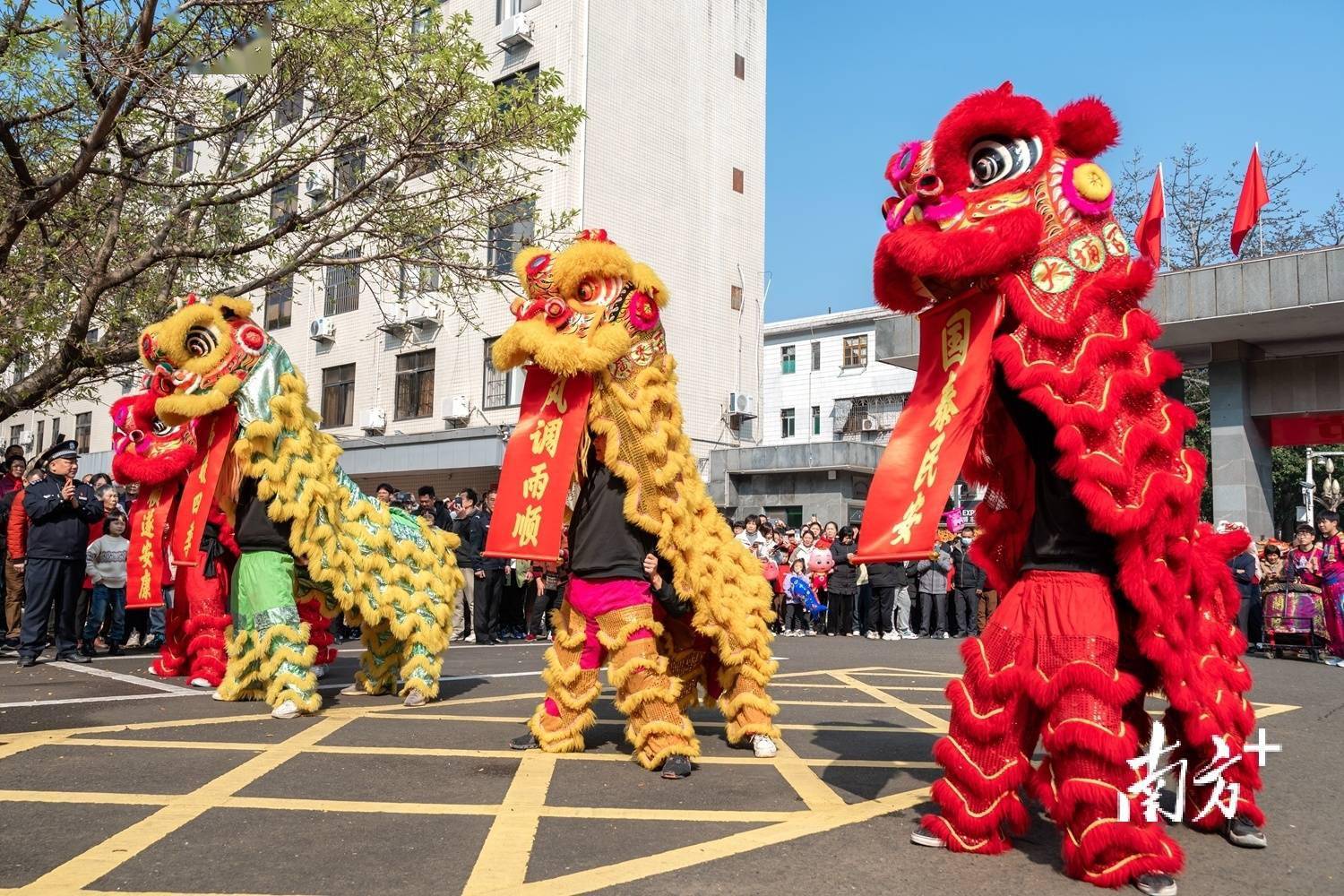 "舞龙舞狮"活动是大埔春节不可或缺的重要环节之一.