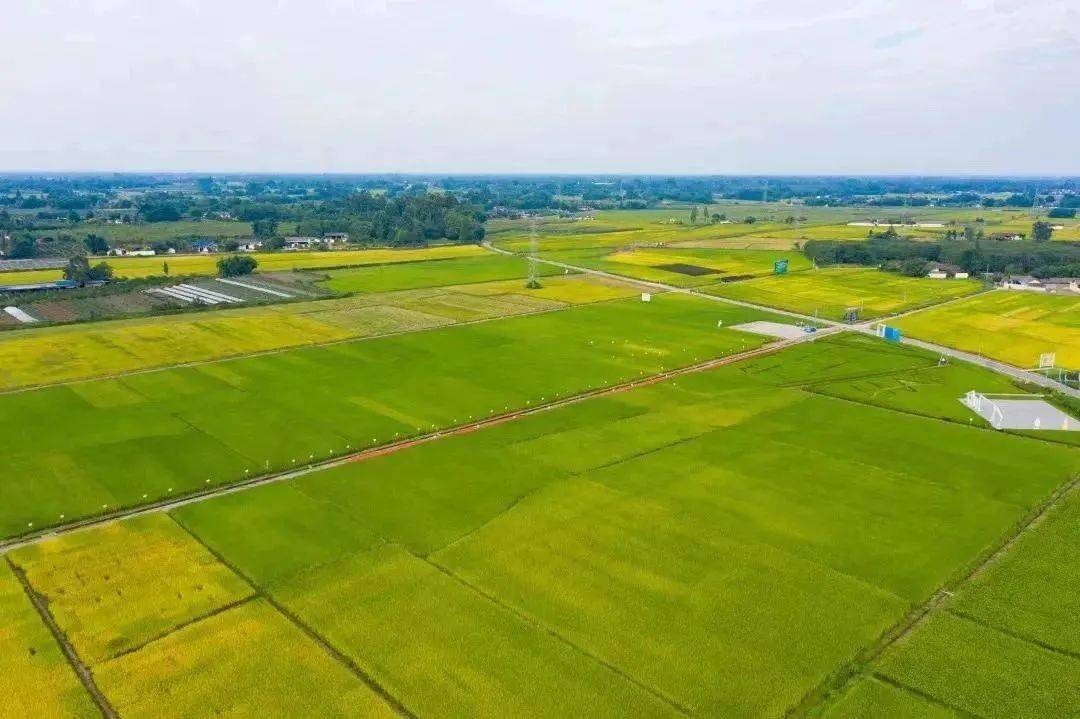 成都市委农村工作会议召开,刘刚作交流发言_农业_邛崃市_天府