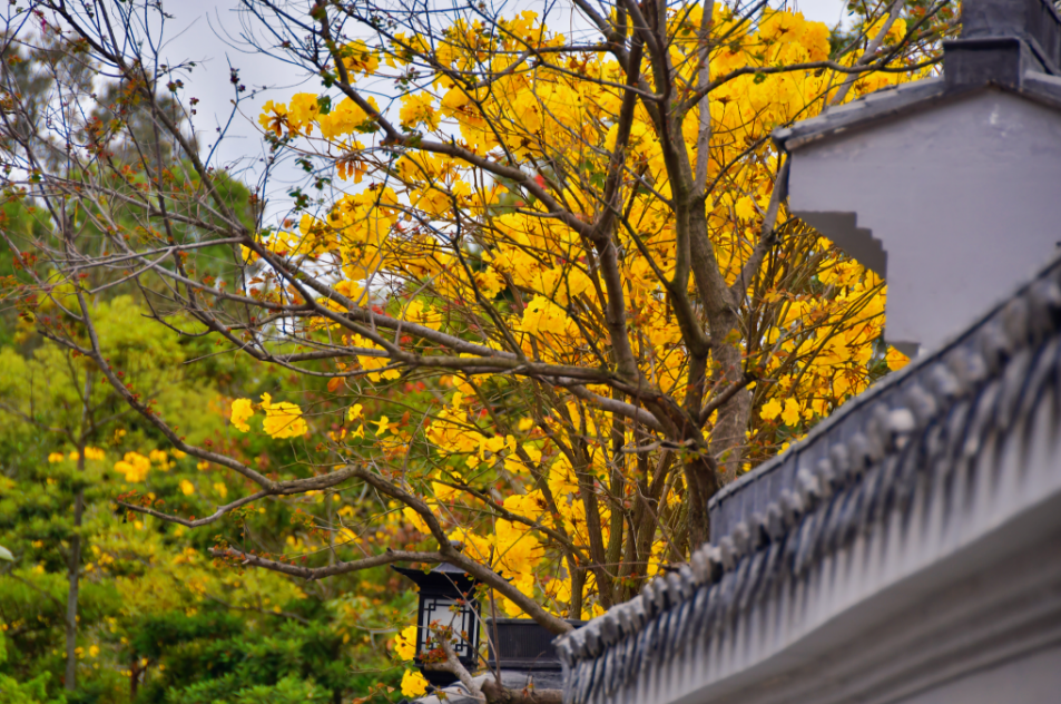 春日限定金惠州黄花风铃木赏花地图上线