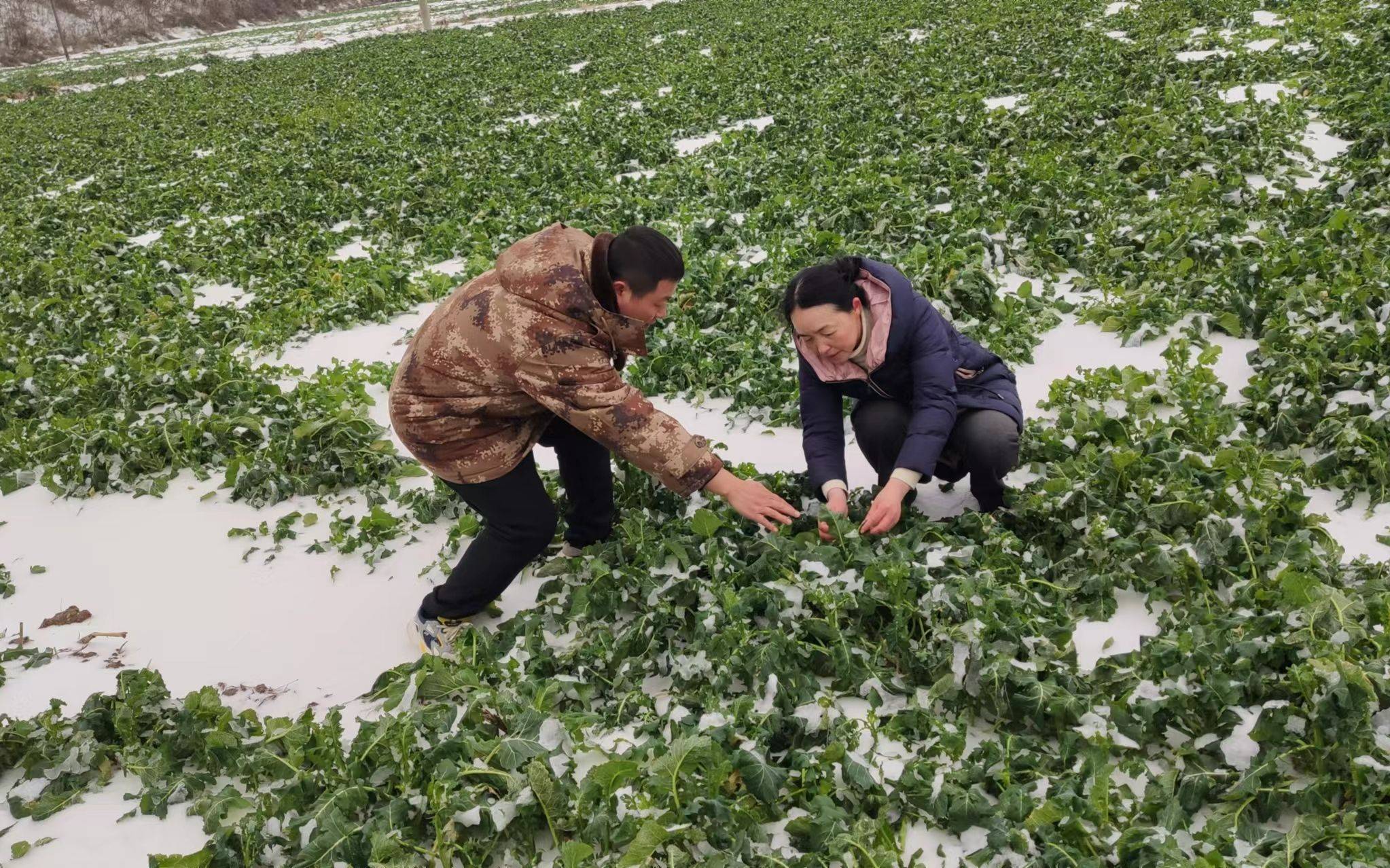 我国冬油菜的主要产区之一,当前正在花期,如知名的油菜产地云南罗平
