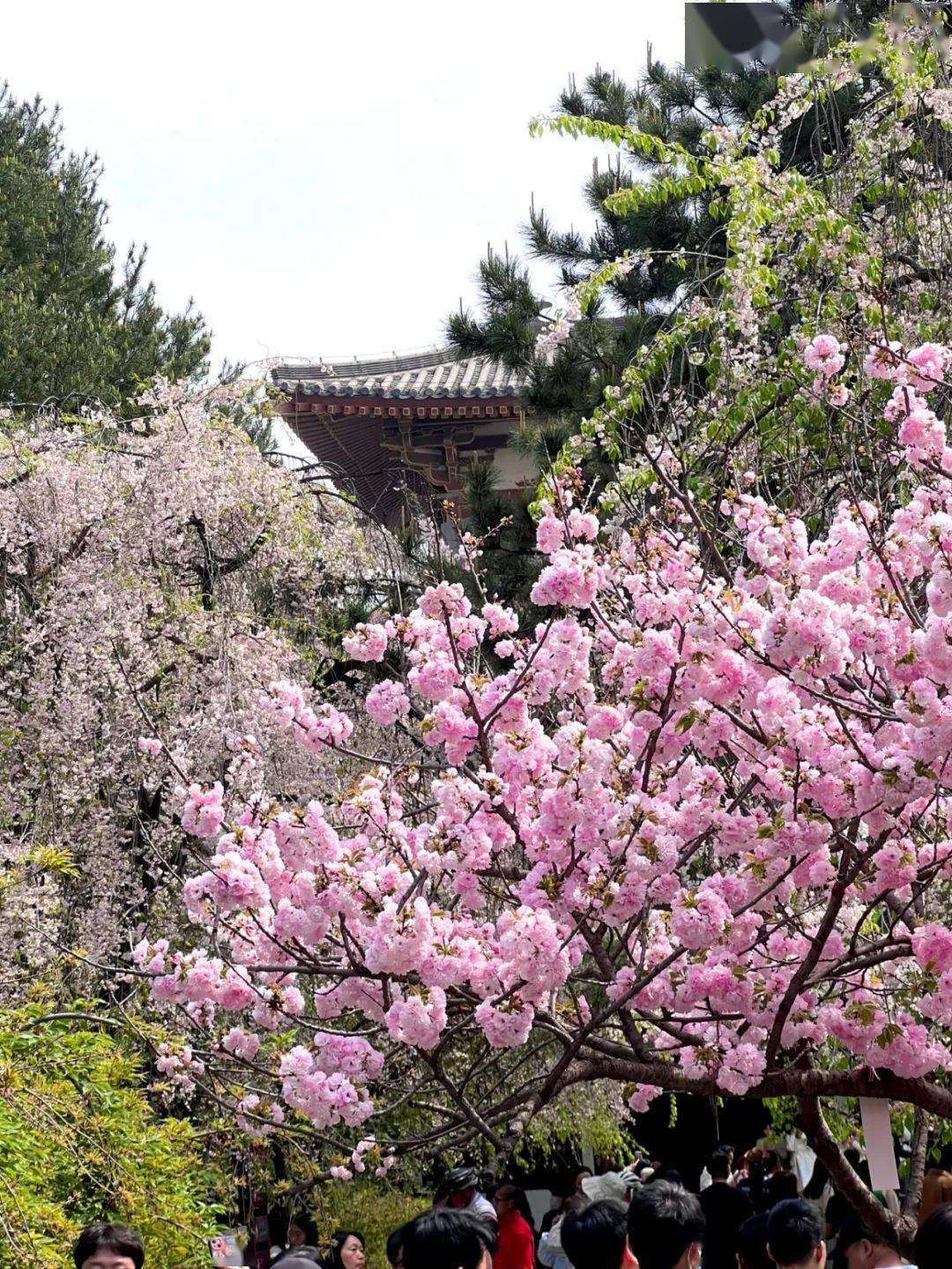 山寺桃花图片欣赏图片