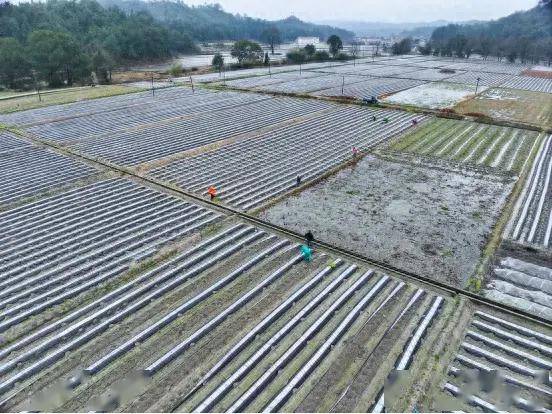 田间地头,有的运苗,移栽,有的施肥,浇水,来回穿梭在铺满地膜的垄沟间