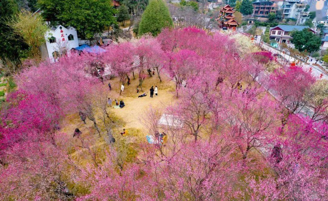 射洪市沱牌舍得文化旅游区99推荐景点3月—4月94花期梨花遂宁市