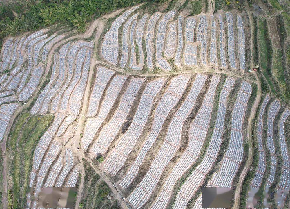 近年来,新平县老厂乡不断优化农业产业结构,充分利用自然资源优势