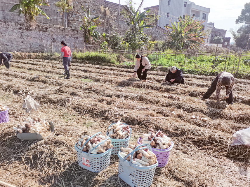 云南松露人工种植基地图片