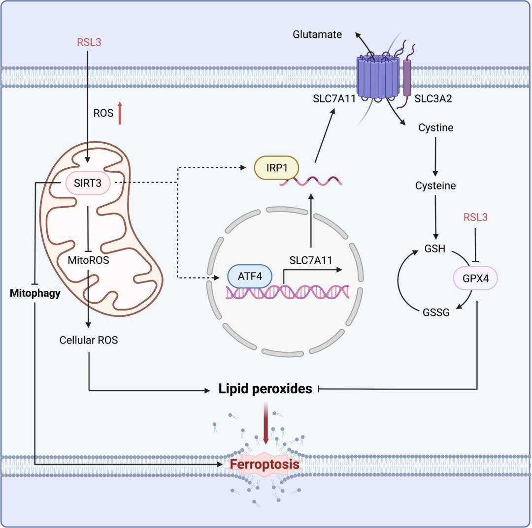 上海交通大学发文揭示胶质母细胞瘤最新靶向治疗方案