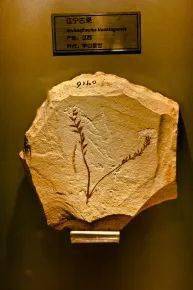 辽宁文化名片 | 带您走进朝阳鸟化石国家地质公园_朝阳市_古生物_恐龙