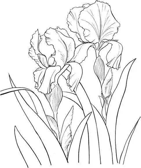 看完这些线稿偷偷的收藏了