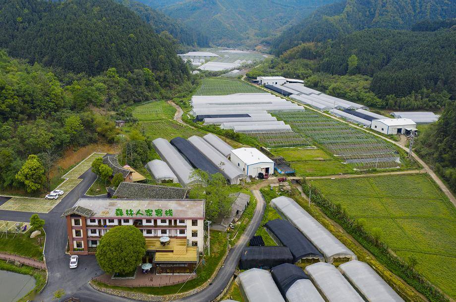 南平延平:打造百合花品牌,让山城盛开"致富花"_种植_销售_王台镇