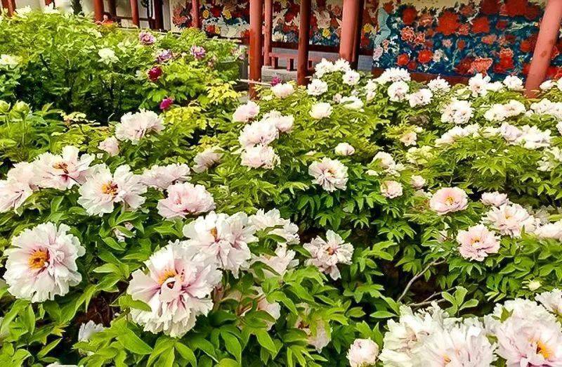 清明3天|又见61老君山|打卡世界第一仙山の玩转龙门石窟-洛阳牡丹