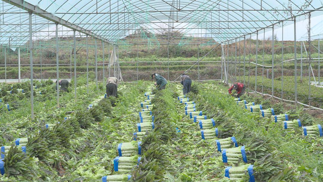 长寿之乡广西富川:万亩莴笋采收忙 春耕迎来春收季_种植_大棚蔬菜