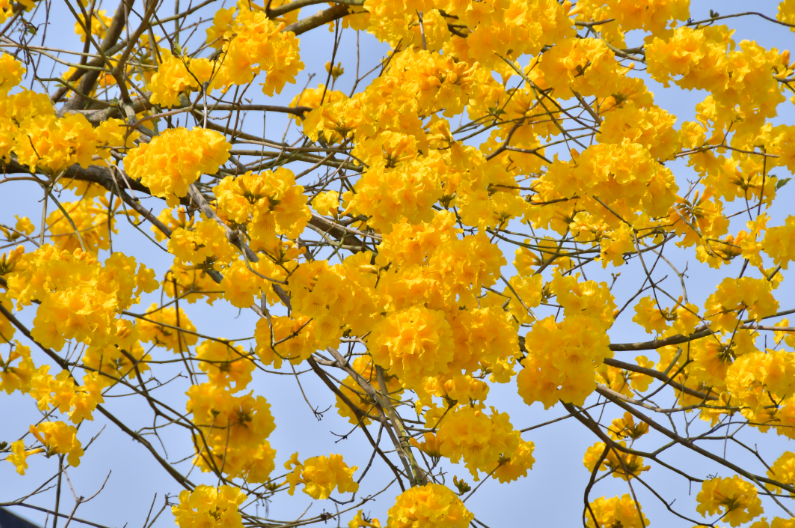 春日限定金惠州黄花风铃木赏花地图上线