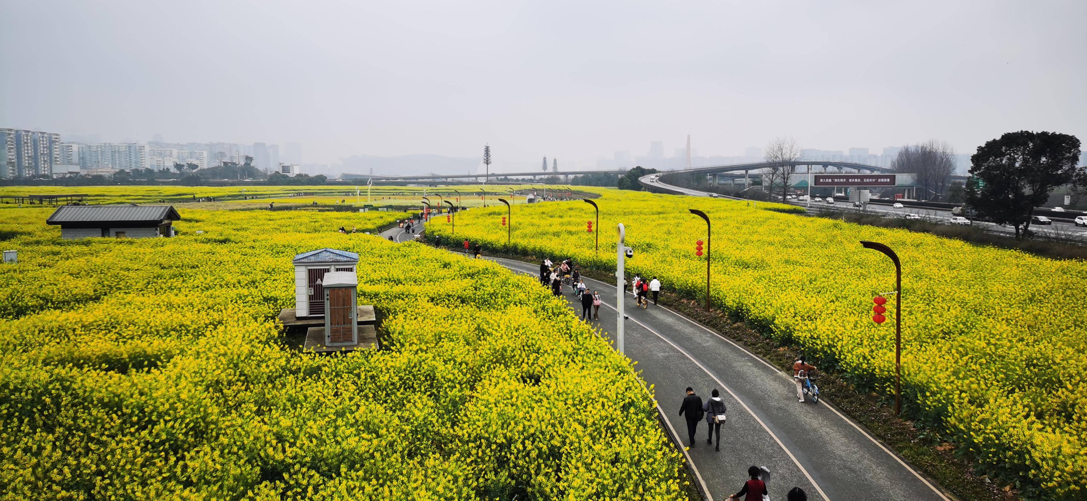 环城生态区彩色油菜花田"上线"_市民_成都_色彩