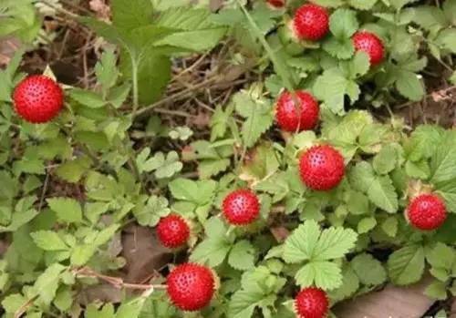 因为它有一个很大的功效,就是可以治疗毒蛇咬伤!