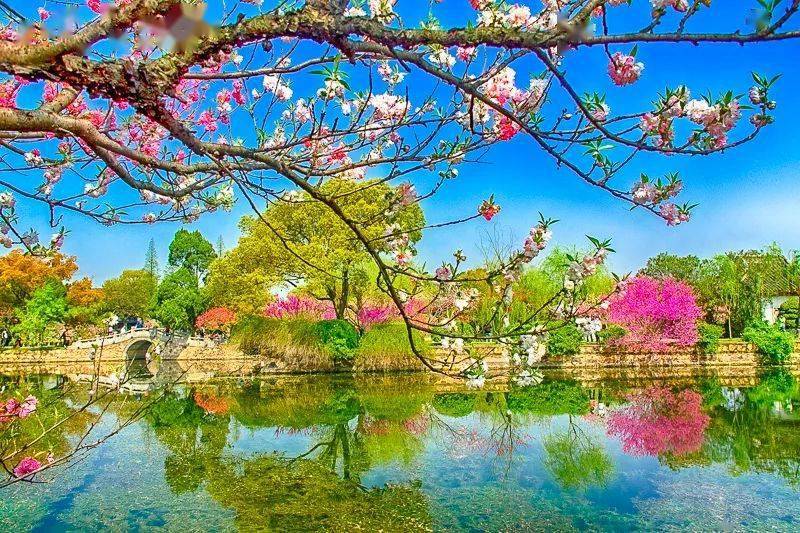 太湖鼋头渚樱花·网红拈花湾·蠡园桃花·兴化油菜花_前往_景区_出发