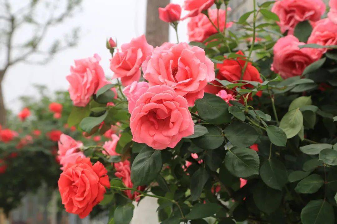 这份丰台赏花指南请您查收——_公园_南苑_万芳亭