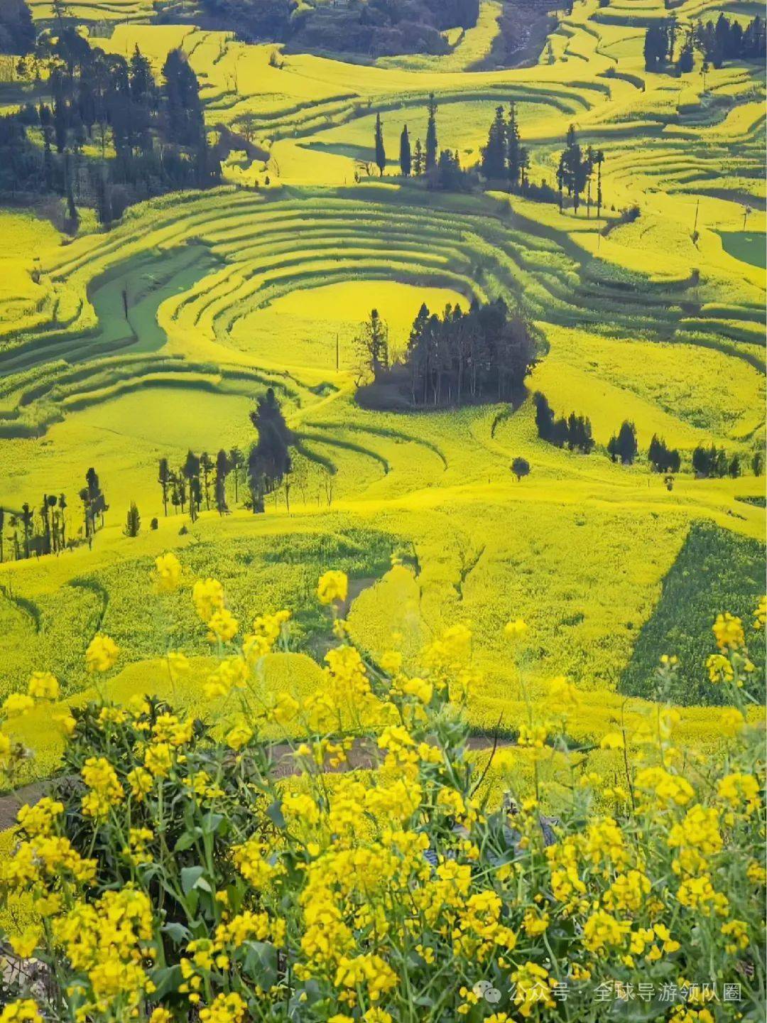 最美油菜花风景图片图片